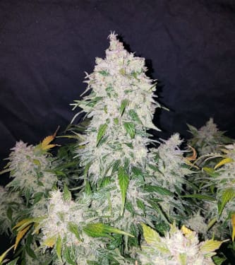 Stardawg > Fast Buds Company | Graines Autofloraison  |  Hybride