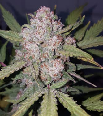 Stardawg > Fast Buds Company | Autoflowering Cannabis   |  Hybrid