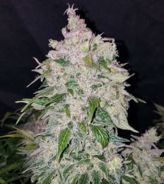 Stardawg > Fast Buds Company | Autoflowering Cannabis   |  Hybrid