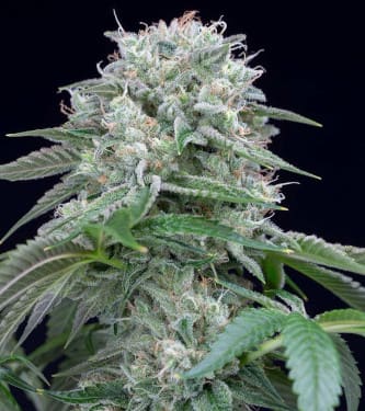 Starfire OG > Silent Seeds | Feminized Marijuana   |  Indica