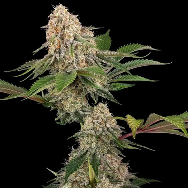 Sticky Berry Mints XXL graines > Sensi Seeds | Graines Féminisées  |  Indica