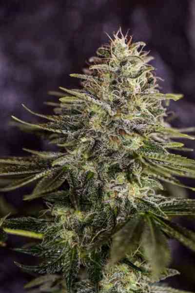 Sticky Dream Samen > Positronics | Feminisierte Hanfsamen  |  Indica