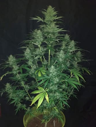 Sticky Fingers Autoflower > Seed Stockers | Autoflowering Hanfsamen  |  Hybrid