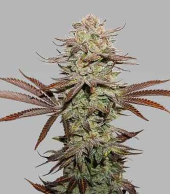 Sticky Fingers Autoflower > Seed Stockers | Autoflowering Hanfsamen  |  Hybrid