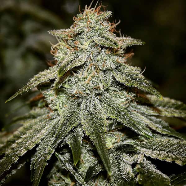 Sticky Gorilla 4 Seeds | Pure Instinto Hybrid