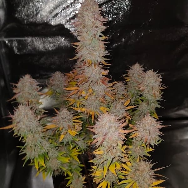 Sticky Gorilla 4 semilla > Pure Instinto | Semillas feminizadas  |  Híbrido