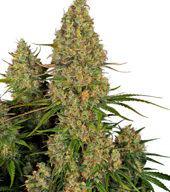 Sticky Orange XXL Auto > Sensi Seeds | Autoflowering Hanfsamen  |  Indica
