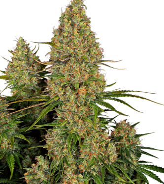 Sticky Orange XXL Automatic > Sensi Seeds | Autoflowering Hanfsamen  |  Indica