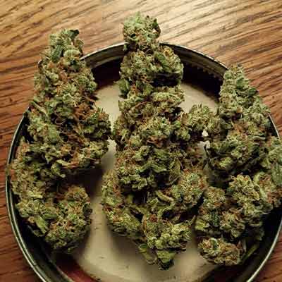 Stinky Dog Zkittles > Tramuntana Seeds | Feminisierte Hanfsamen  |  Hybrid
