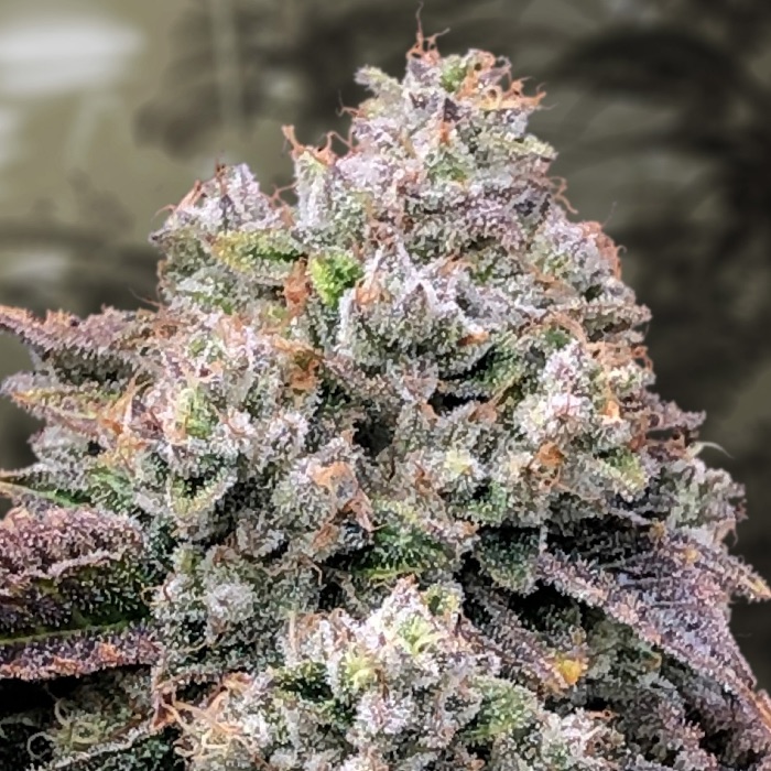 Strawberry Banana Fast > High Speed Buds