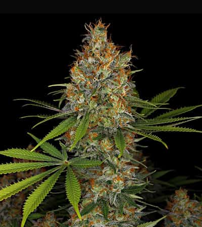 Strawberry Akeil Seed > Serious Seeds | Feminized Marijuana   |  Sativa