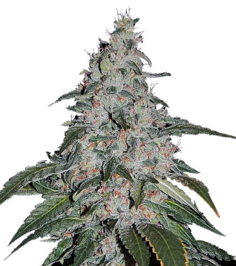 Strawberry Banana Fast > High Speed Buds | Feminisierte Hanfsamen  |  Hybrid