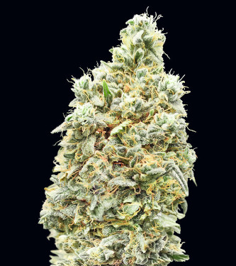 Strawberry Banana Fast > Advanced Seeds | Feminized Marijuana   |  Indica