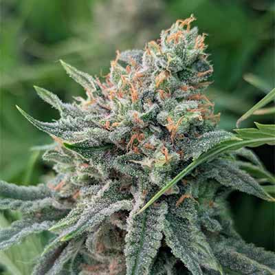 Strawberry Banana Fast > Original Sensible Seeds | Feminisierte Hanfsamen  |  Indica