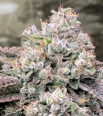 Strawberry Banana Fast > High Speed Buds | Semillas feminizadas  |  Híbrido