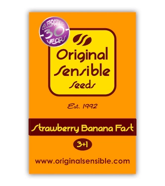 Strawberry Banana Fast > Original Sensible Seeds | Feminisierte Hanfsamen  |  Indica