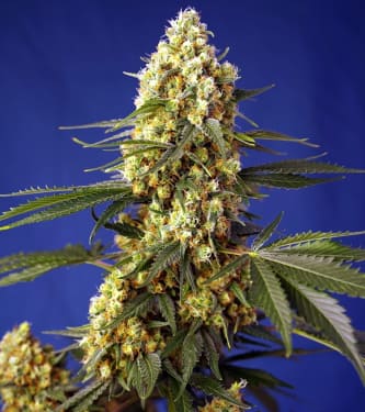 Strawberry Banana Gelato XL Auto > Sweet Seeds | Semillas autoflorecientes  |  Híbrido