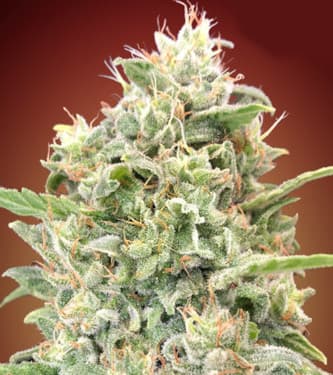 Strawberry Banana > Advanced Seeds | Feminized Marijuana   |  Indica