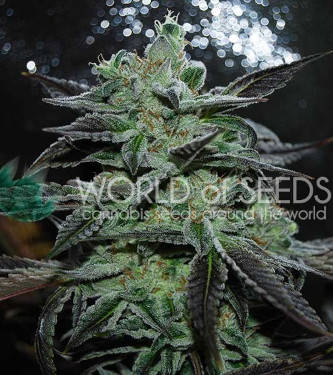 Strawberry Blue Early Harvest > World of Seeds | Feminized Marijuana   |  Sativa