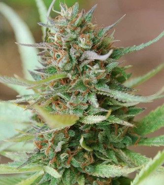 Strawberry Blue Early Harvest > World of Seeds | Semillas feminizadas  |  Sativa