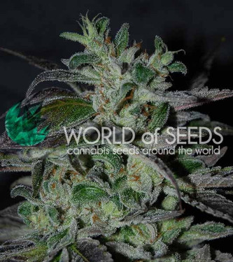 Strawberry Blue Early Harvest > World of Seeds | Feminized Marijuana   |  Sativa