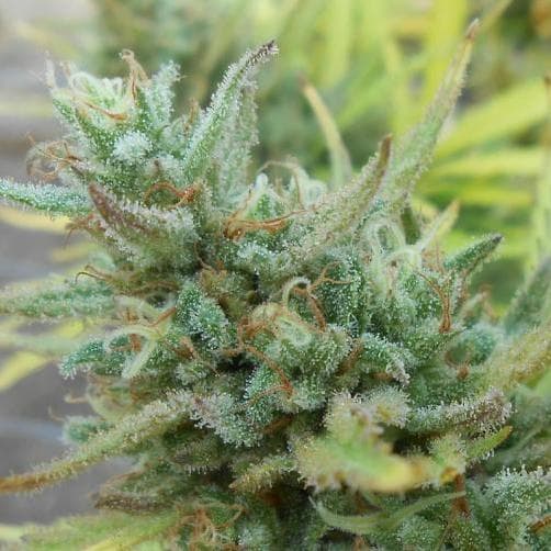 Strawberry Blue > World of Seeds | Feminized Marijuana   |  Sativa