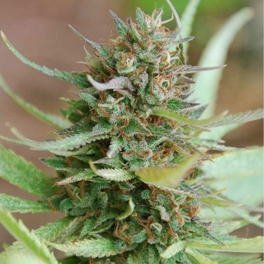 Strawberry Blue > World of Seeds | Feminized Marijuana   |  Sativa