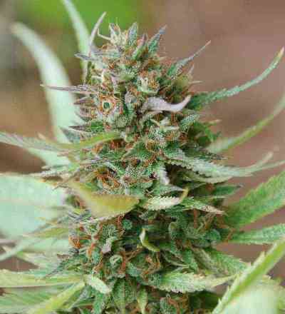 Sativa Pure Origin Collection > World of Seeds | Feminized Marijuana   |  Sativa