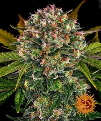 Strawberry Cheesecake Auto > Barneys Farm | Semillas autoflorecientes  |  Híbrido