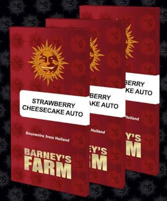 Strawberry Cheesecake Auto > Barneys Farm | Autoflowering Hanfsamen  |  Hybrid