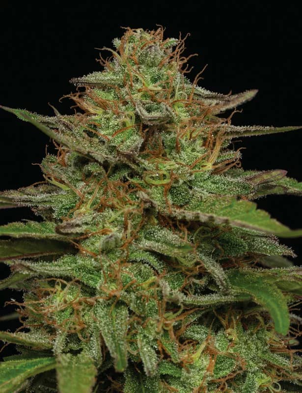 Strawberry Cheesecake > Humboldt Seed Company | Feminized Cannabis   |  Indica