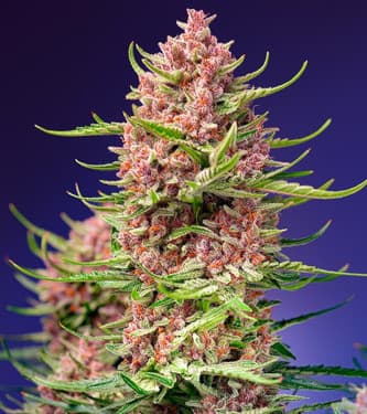 Strawberry Cola Sherbet F1 Fast > Sweet Seeds | Feminized Marijuana   |  Indica