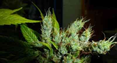 Strawberry Cough > Dutch Passion | Feminisierte Hanfsamen  |  Sativa