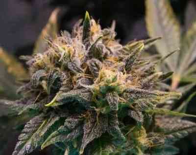 Strawberry Cough > Dutch Passion | Semillas feminizadas  |  Sativa