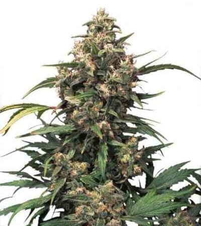 Strawberry Cough > Dutch Passion | Semillas feminizadas  |  Sativa