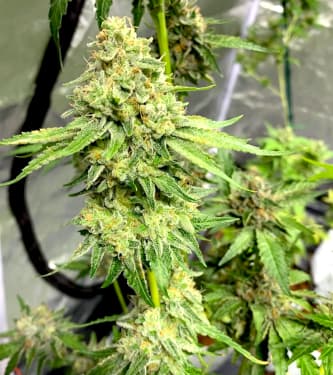 Strawberry Diesel Cookies > Oni Seed Co | Reguläre Hanfsamen  |  Hybrid