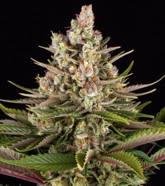 Sour Strawberry > Barneys Farm | Feminized Marijuana   |  hybrid