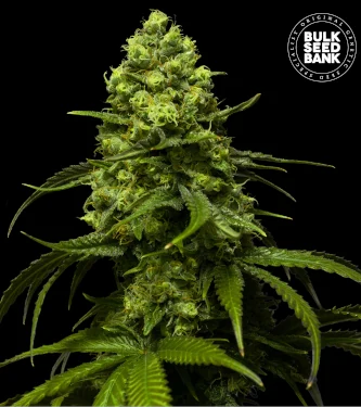 Strawberry Ferry > Bulk Seed Bank | Graines Féminisées  |  Sativa