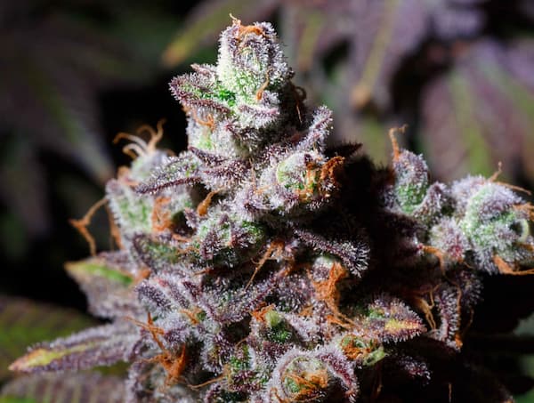 Strawberry Gambino Seed > Elev8 Seeds | Feminized Cannabis   |  Hybrid