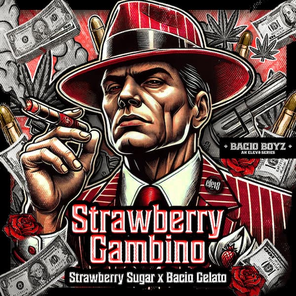 Strawberry Gambino Seed > Elev8 Seeds | Feminized Cannabis   |  Hybrid
