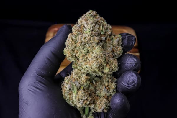 Strawberry Gorilla Auto graines > Fast Buds | Graines de cannabis auto  |  Hybride