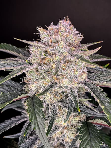 Strawberry Gorilla Auto graines > Fast Buds | Graines de cannabis auto  |  Hybride