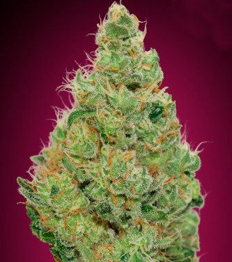 Strawberry Gum CBD > Advanced Seeds | CBD cannabis seeds  |  Hybrid