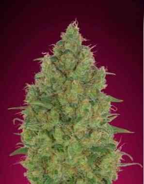 Strawberry Gum > Advanced Seeds | Feminized Marijuana   |  Indica