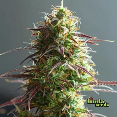 Strawberry Haze Auto semilla > Linda Seeds | NUESTRAS RECOMENDACIONES DE SEMILLAS DE MARIHUANA  |  Semillas Baratas