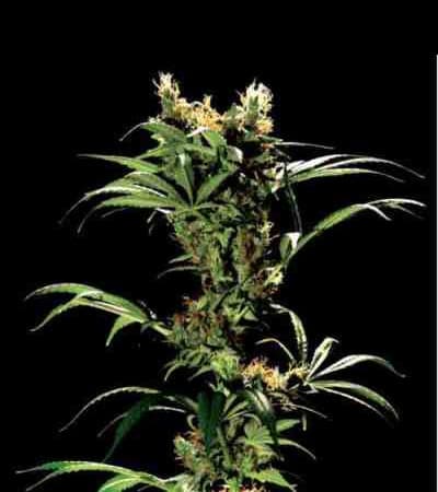 Arjan\'s Strawberry Haze > Green House Seed Company | Feminized Marijuana   |  hybrid