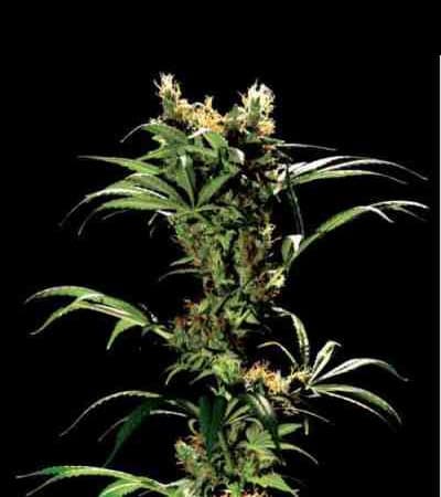 Arjan\'s Strawberry Haze > Green House Seed Company | Feminisierte Hanfsamen  |  Hybrid