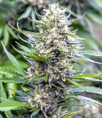 Strawberry Ice > Bulldog Seeds | Semillas feminizadas  |  Sativa