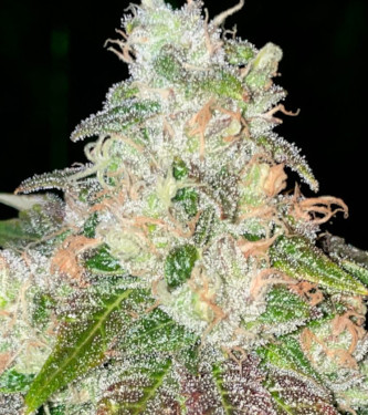 Strawberry Jacuzzi > Rare Dankness Seeds | Feminisierte Hanfsamen  |  Hybrid