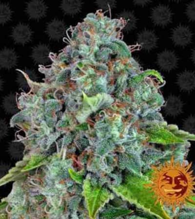 Strawberry Lemonade > Barneys Farm | Semillas feminizadas  |  Sativa